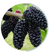 Antioxidant Protection